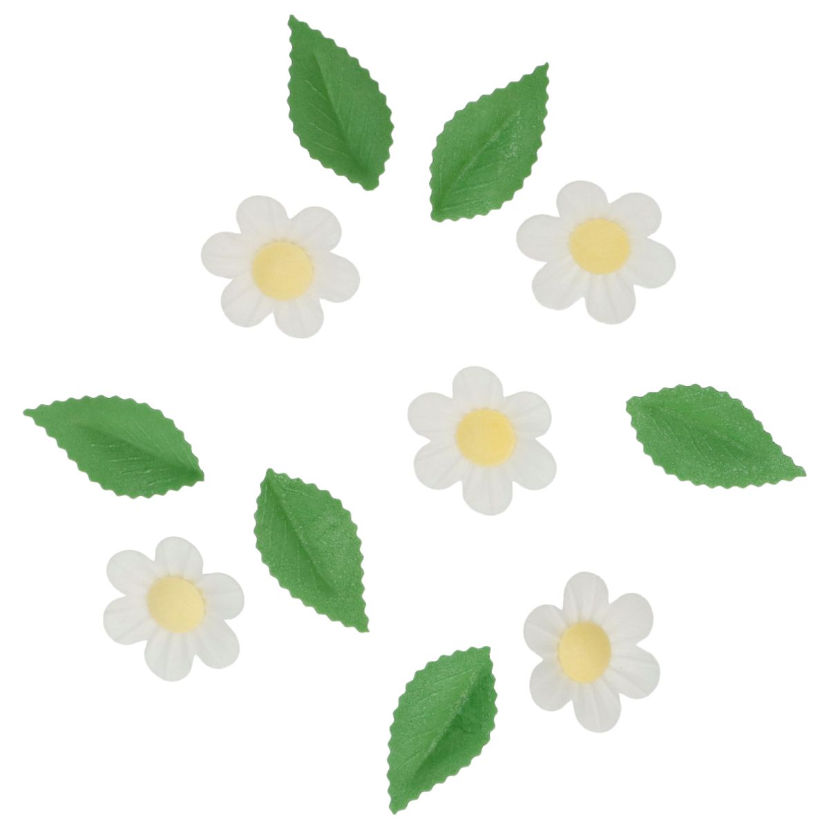 Vita waferblommor med gula centrar och gröna blad från Wilton utlagda mot vit bakgrund.