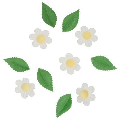 Vita waferblommor med gula centrar och gröna blad från Wilton utlagda mot vit bakgrund.